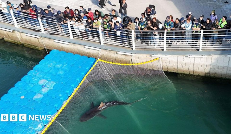 Celebrity shark guided out of South Korea canal refuses to swim out to sea