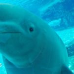 The uncertain future of Canada's 30 rescued belugas