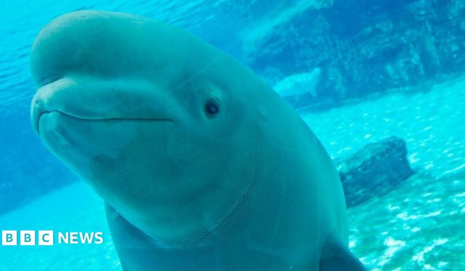 The uncertain future of Canada's 30 rescued belugas
