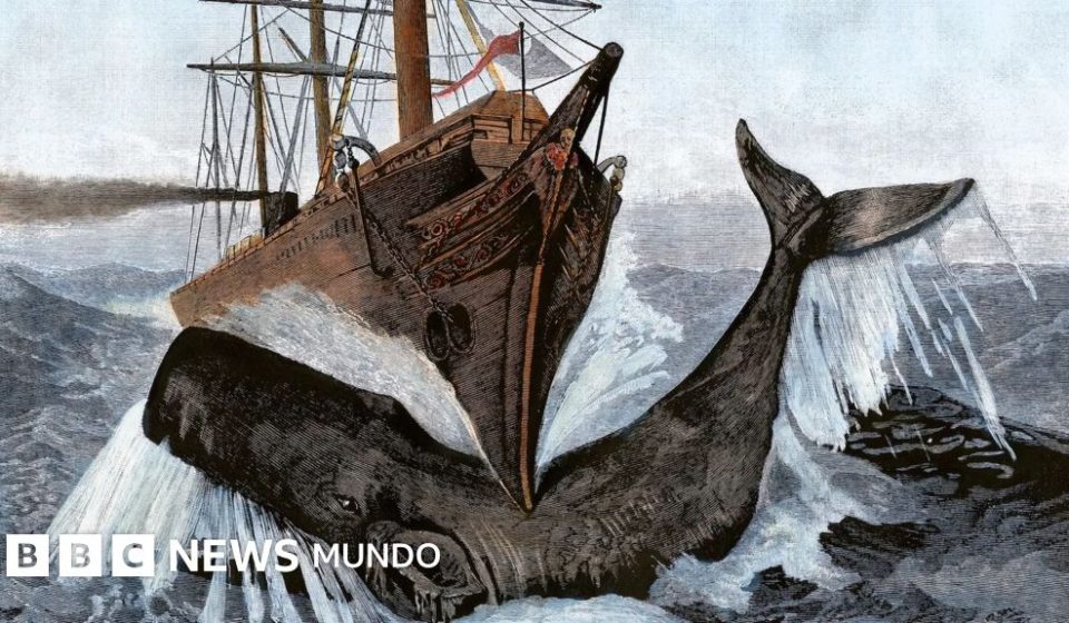 El misterioso órgano de los cachalotes que les da fuerza para hundir barcos