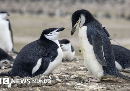 Por qué la mayor colonia de pingüinos del mundo ha perdido dos tercios de su población