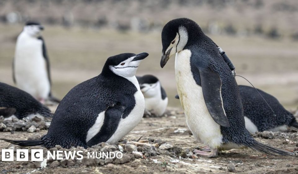 Por qué la mayor colonia de pingüinos del mundo ha perdido dos tercios de su población