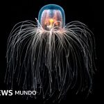 La medusa "inmortal" capaz de rejuvenecer y cómo los secretos de sus células nos pueden ayudar a tratar enfermedades