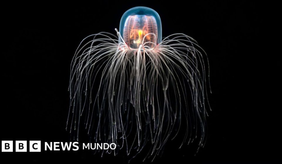 La medusa "inmortal" capaz de rejuvenecer y cómo los secretos de sus células nos pueden ayudar a tratar enfermedades