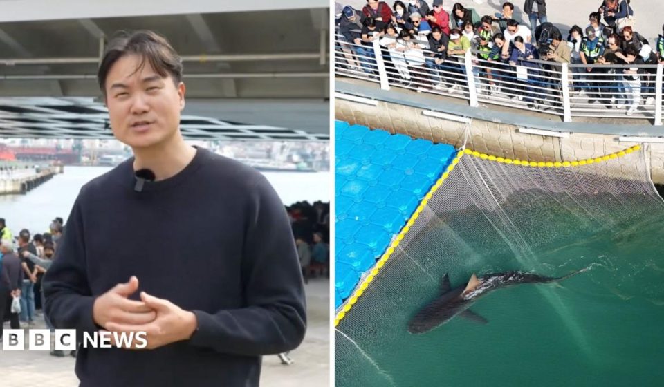 Huge crowds watch attempt to save shark stranded in South Korean canal