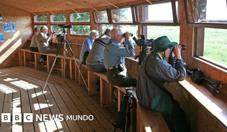 Cómo observar pájaros ralentiza el declive de nuestro cerebro (y nos hace sonreír de nuevo)