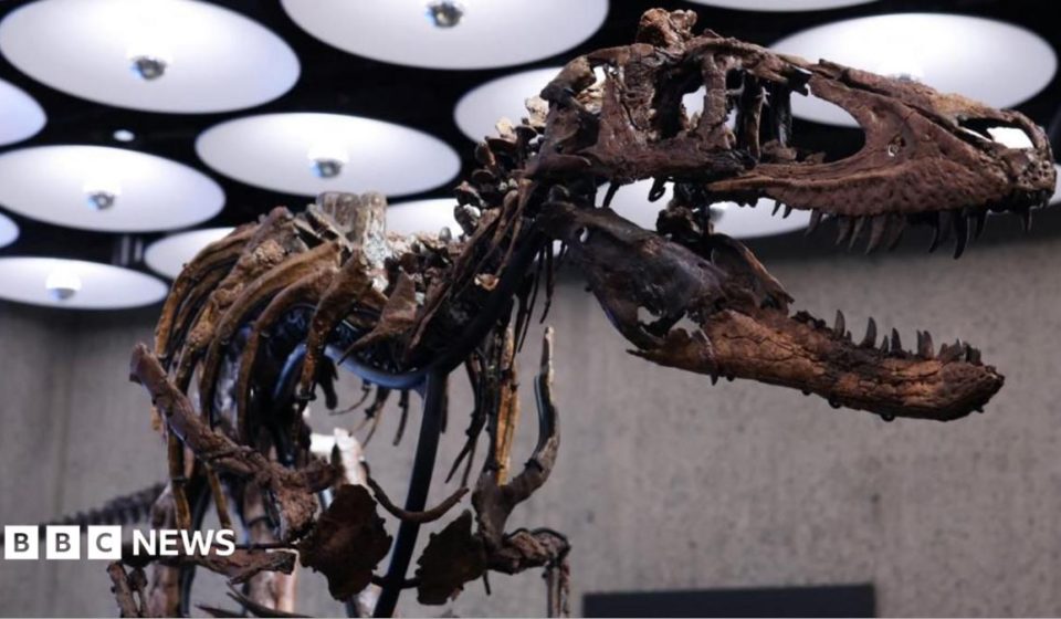 Nanotyrannus skeleton goes to auction in New York with £4.5m price tag