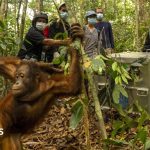 Orangutans released back into Borneo forest after devastating fires