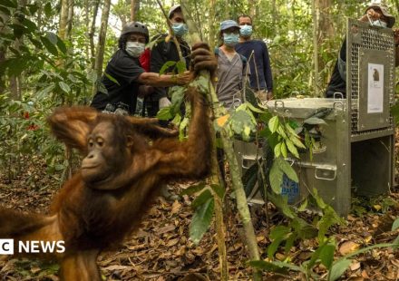 Orangutans released back into Borneo forest after devastating fires
