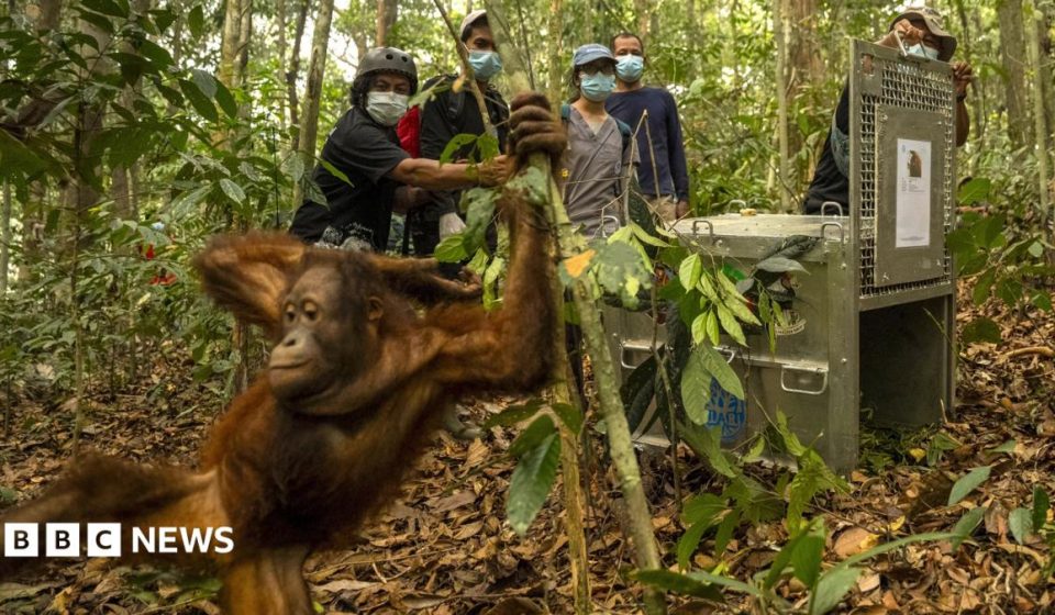 Orangutans released back into Borneo forest after devastating fires