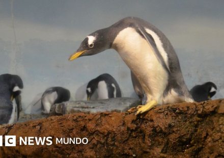 Identifican una nueva especie de pingüino por primera vez en más de 100 años