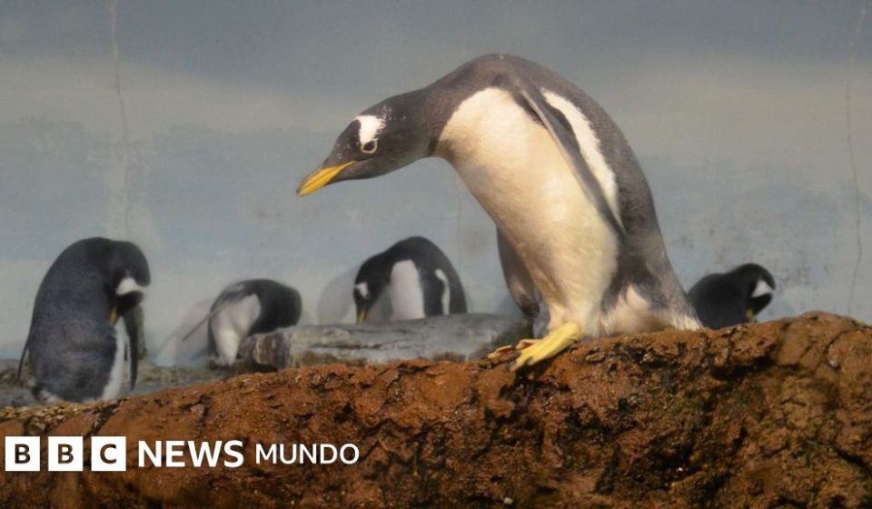 Identifican una nueva especie de pingüino por primera vez en más de 100 años