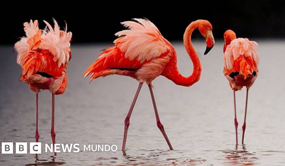 Las imágenes de las fascinantes especies del nuevo atlas de las islas Galápagos