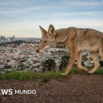 Las potentes y conmovedoras imágenes ganadoras del concurso Fotógrafo de Vida Silvestre del Año 2026