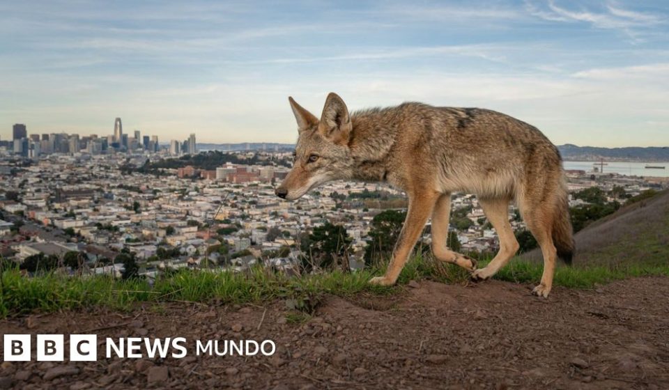 Las potentes y conmovedoras imágenes ganadoras del concurso Fotógrafo de Vida Silvestre del Año 2026