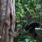 Brazil sees record fall in Amazon deforestation as key election looms
