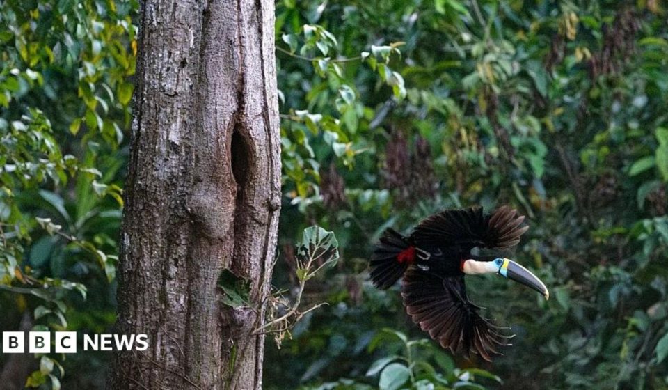Brazil sees record fall in Amazon deforestation as key election looms