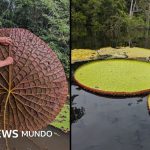 "Victoria colombiana": el fascinante descubrimiento de una planta acuática gigante en Sudamérica que se ve desde el espacio