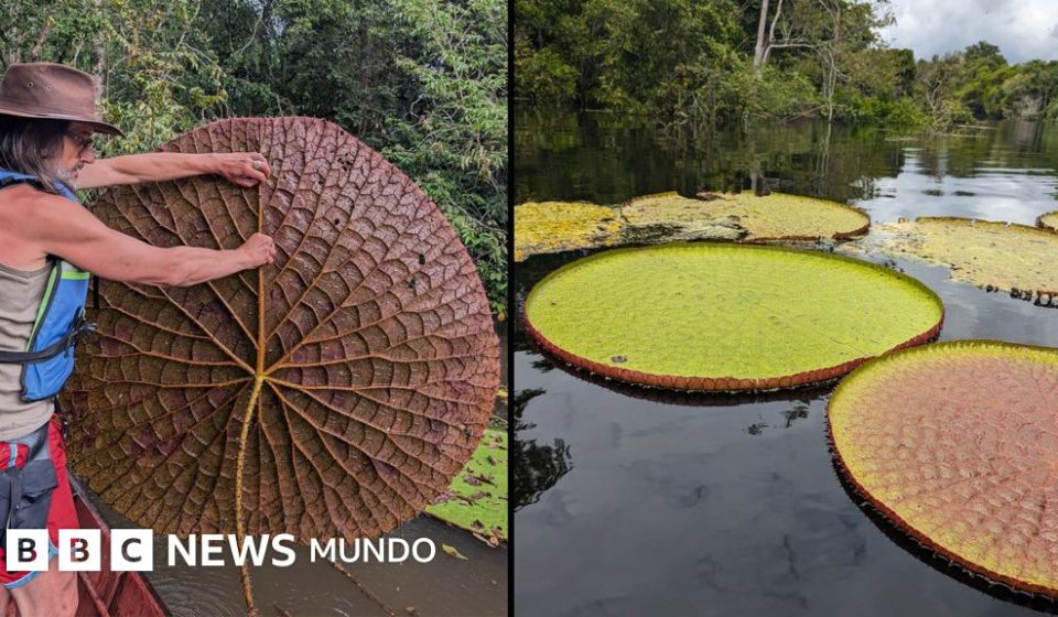 "Victoria colombiana": el fascinante descubrimiento de una planta acuática gigante en Sudamérica que se ve desde el espacio