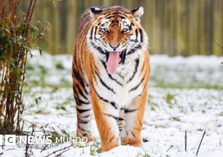 Muere un hombre tras ser atacado por un tigre en un parque zoológico de Inglaterra