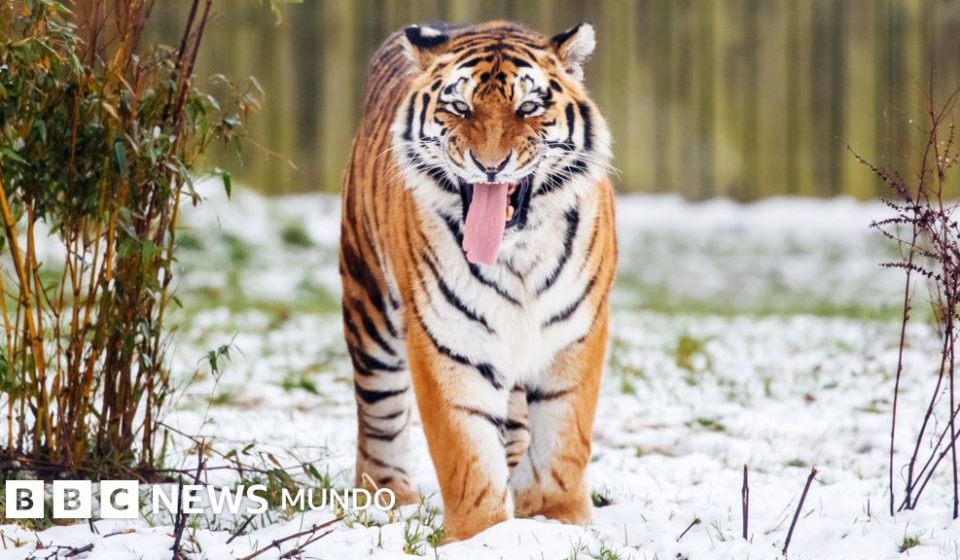 Muere un hombre tras ser atacado por un tigre en un parque zoológico de Inglaterra