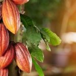 Puerto Plata entre las principales provincias productoras de cacao en RD