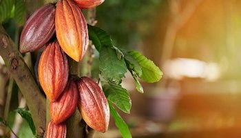 Puerto Plata entre las principales provincias productoras de cacao en RD