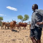 Namibia battles cattle disease outbreak as EU suspends several meat imports