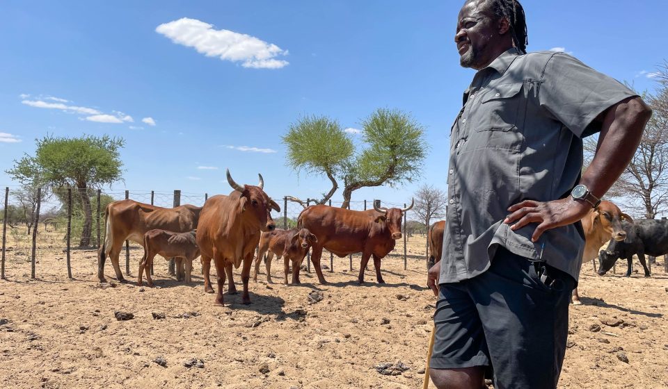 Namibia battles cattle disease outbreak as EU suspends several meat imports