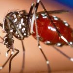Florida registra mayor brote de dengue en EEUU en más de una década