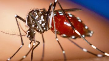 Florida registra mayor brote de dengue en EEUU en más de una década