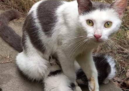 Mamá gata
