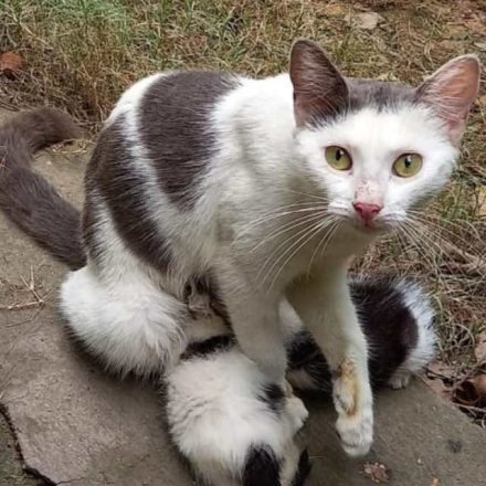 Mamá gata