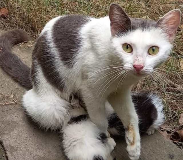 Mamá gata