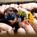 “El cerdo está barato”: productores porcinos de Moca alertan por pérdidas y piden regular las importaciones