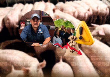 “El cerdo está barato”: productores porcinos de Moca alertan por pérdidas y piden regular las importaciones