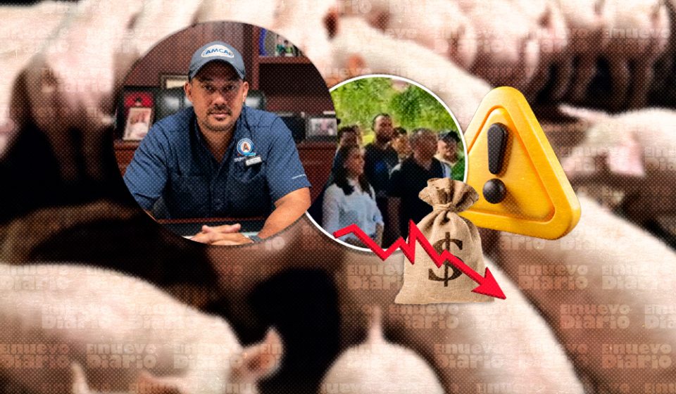 “El cerdo está barato”: productores porcinos de Moca alertan por pérdidas y piden regular las importaciones