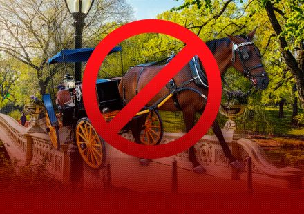 Nueva York se encamina a prohibir los carruajes tirados por caballos a partir de 2028