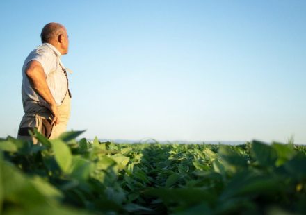 La soya sostenible gana protagonismo en la producción de pollo, cerdo y pescado en AL