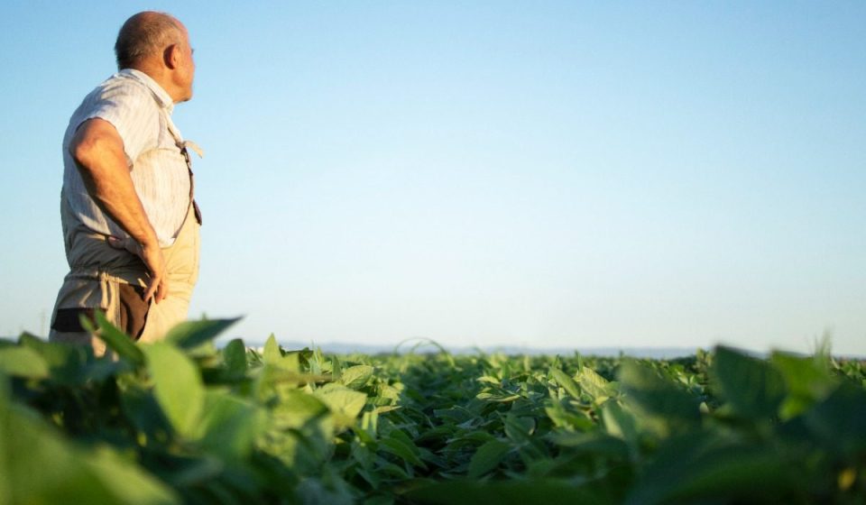 La soya sostenible gana protagonismo en la producción de pollo, cerdo y pescado en AL