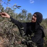 Israeli settlers take Palestinian olives, and their harvest traditions