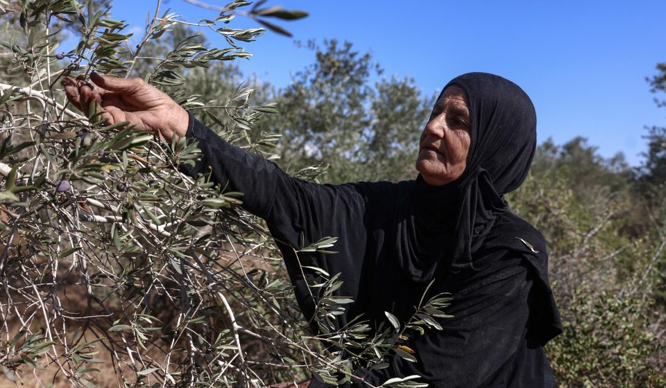 Israeli settlers take Palestinian olives, and their harvest traditions