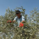 Lebanon’s lost olive season: harvesting olives under drones and warplanes