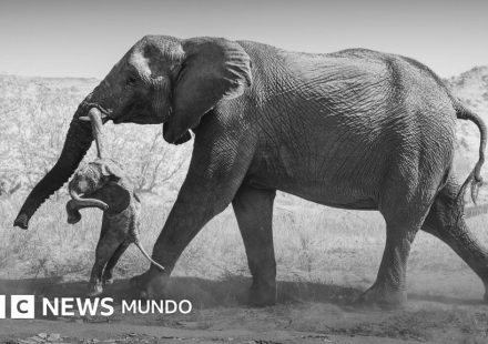 Las emotivas fotos de la elefanta que no podía superar la muerte de su cría y lo que revelan sobre el duelo animal