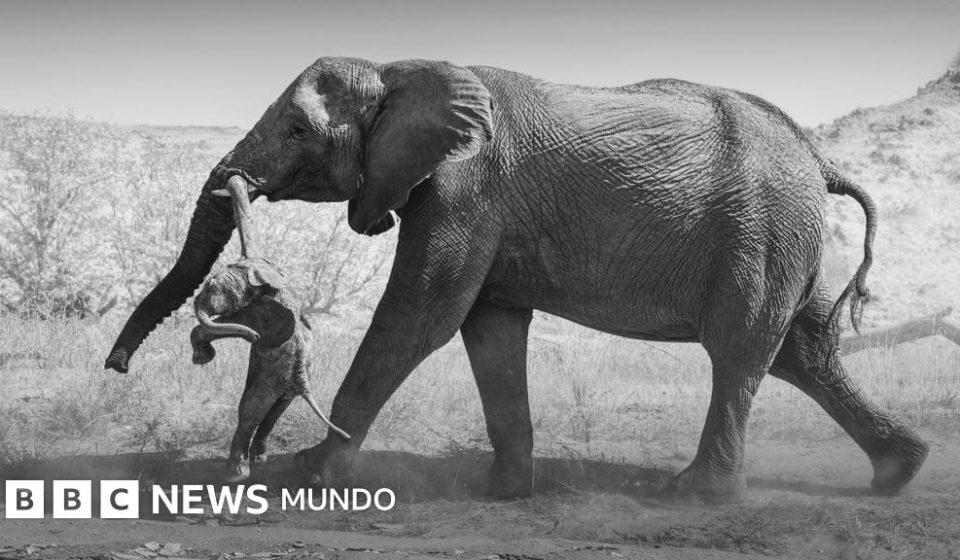 Las emotivas fotos de la elefanta que no podía superar la muerte de su cría y lo que revelan sobre el duelo animal