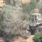 Israeli settlers systematically target the Palestinian olive harvest