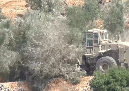 Israeli settlers systematically target the Palestinian olive harvest
