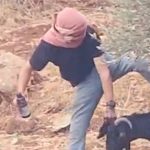 Israeli settlers abuse and reportedly poison goats in Palestinian village