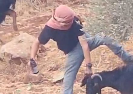 Israeli settlers abuse and reportedly poison goats in Palestinian village