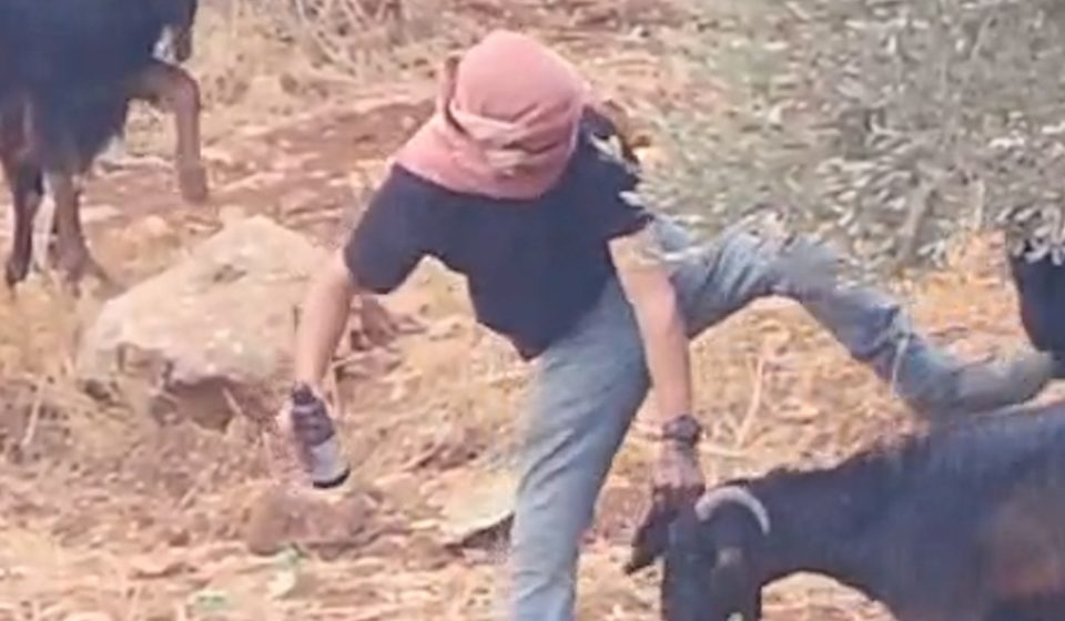 Israeli settlers abuse and reportedly poison goats in Palestinian village